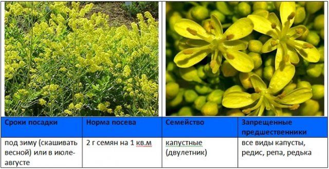 Какие бывают сидераты фото